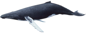 Whale PNG-19257